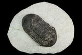 Bargain, Paralejurus Trilobite Fossil - Ofaten, Morocco #119984-3